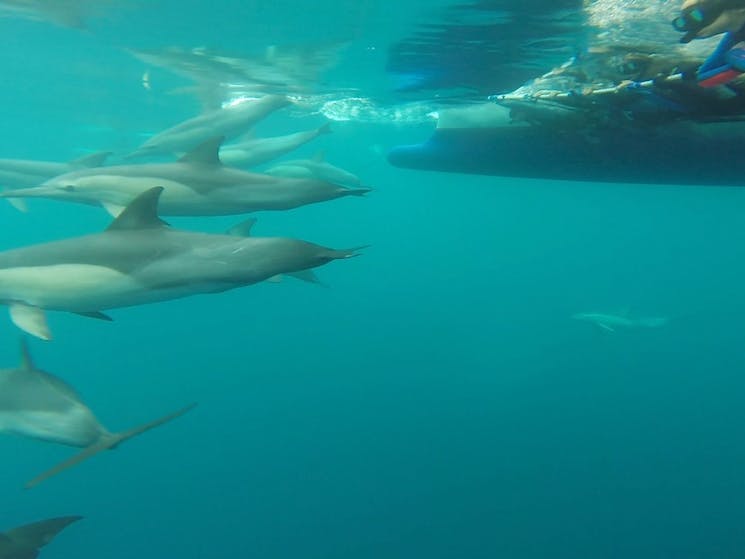 Side shot of swimmers on the line with Common Dolphins in close proximity