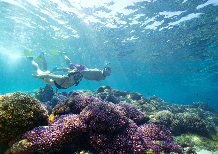 Snorkelling off Lord Howe Island