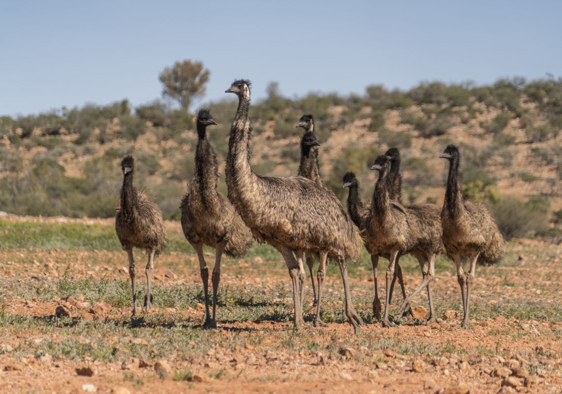 Mob of emus at Sturt National Park, Tibooburra