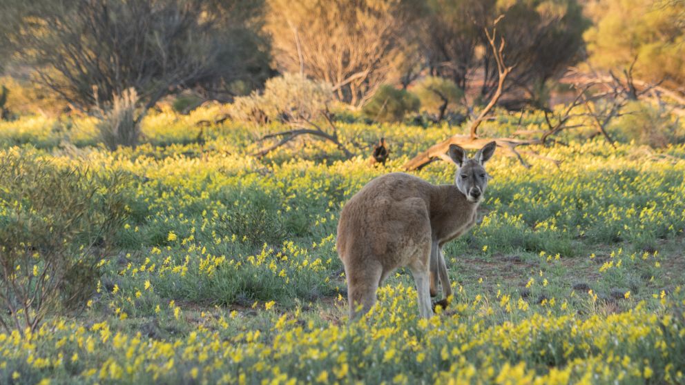 Kangaroo amongst wild flowers in the desert landscape at Sturt National Park, Tibooburra in Corner Country Area, Outback NSW