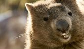 Wombat enjoying Symbio Wildlife Park - Helensburgh 