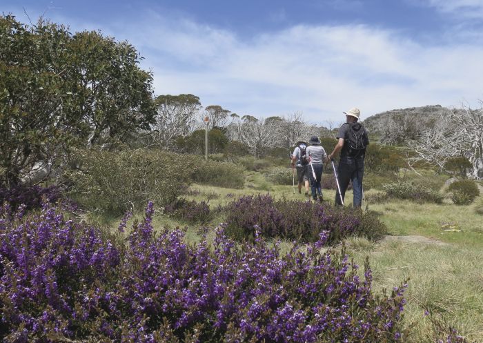 Porcupine Track, Kosciuszko National Park