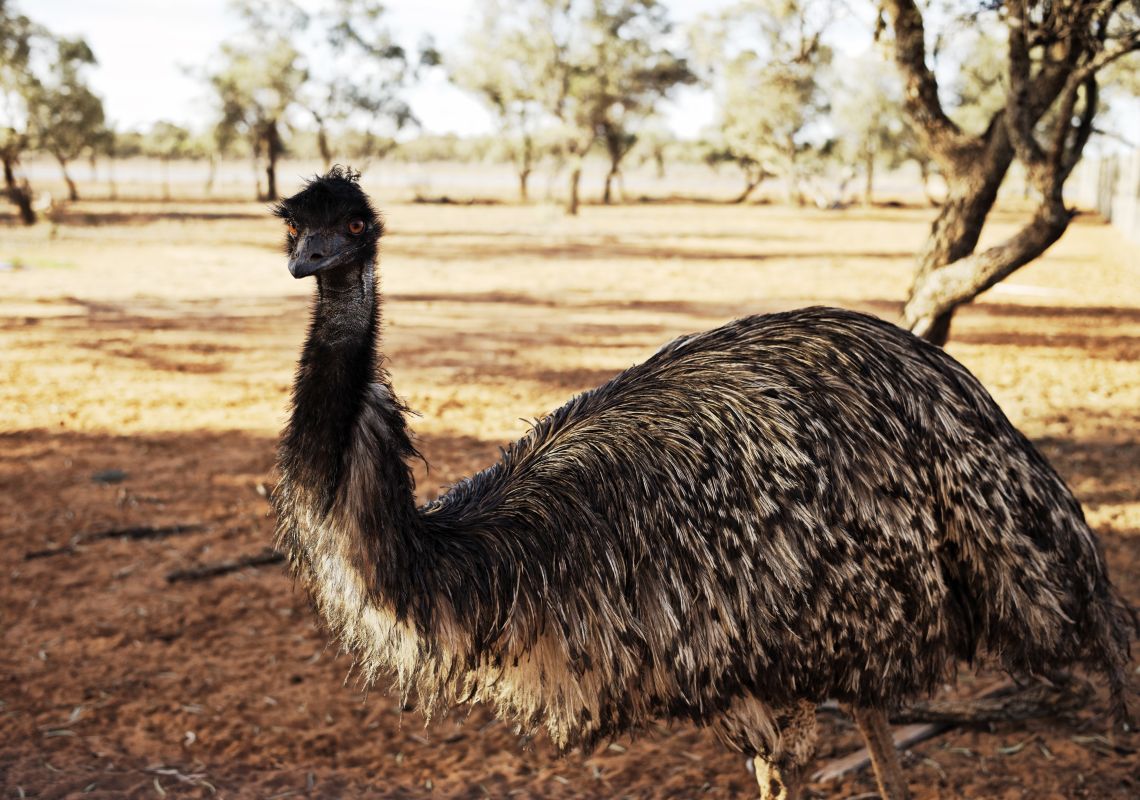 Emu onsite at Mungo Lodge in the state's Outback
