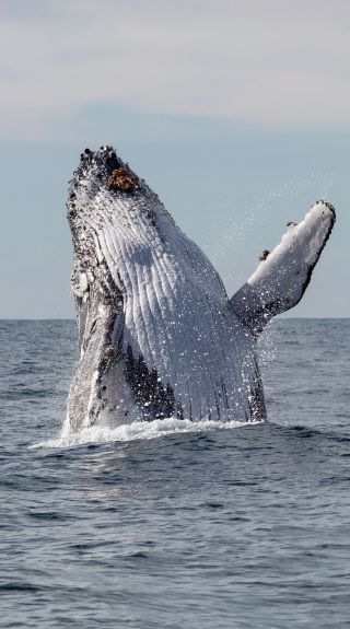Humpback whale breaching off Jervis Bay on the south coast