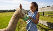 Young girl enjoying a visit to Iris Lodge Alpacas, Jilliby