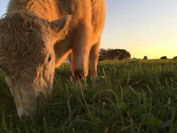 The Farm Byron Bay