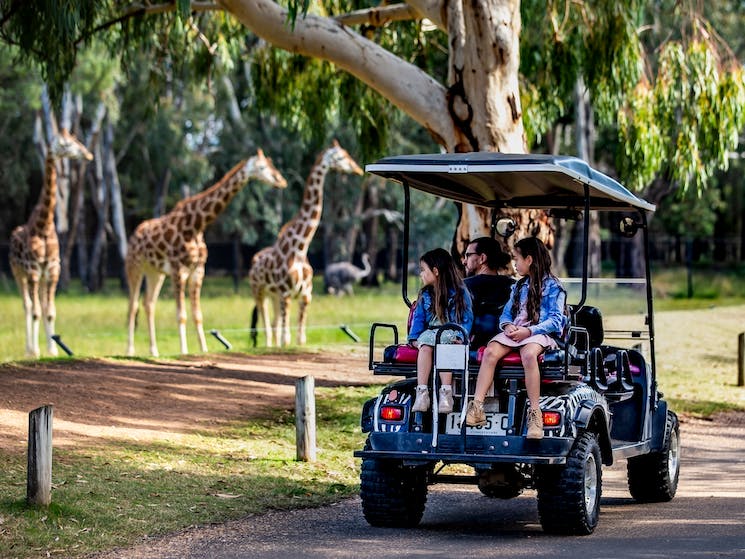 Safari cart - Taronga Western Plains Zoo, Dubbo