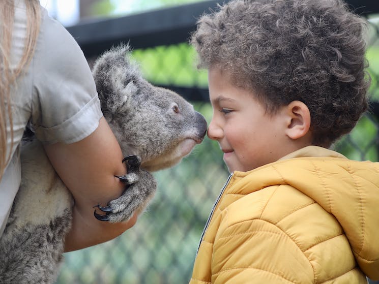Koala and Boy at Australian Reptile Park