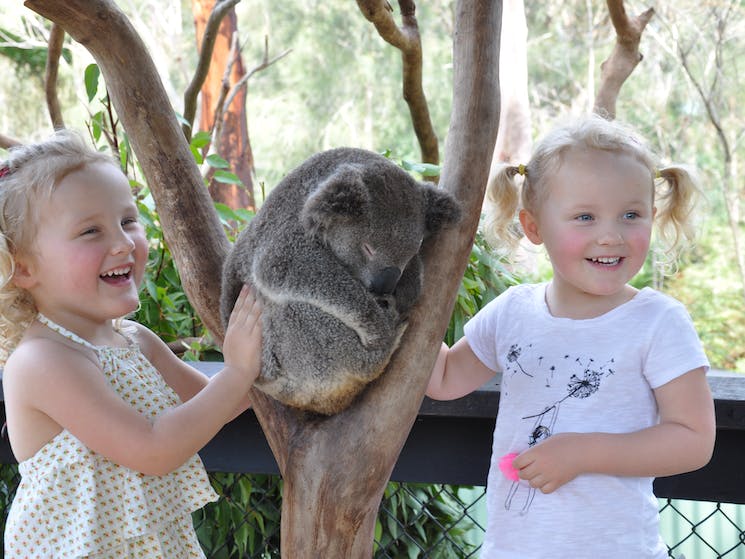 Australian Reptile Park koalas