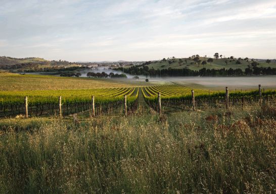 Poachers and Wily Trout Canberra district cool climate vineyard in Springrange, Yass