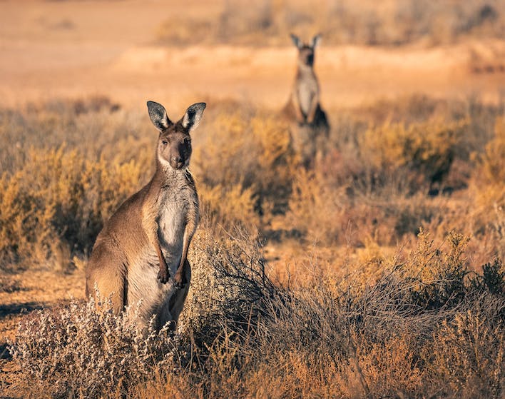Kangaroos grazing in Mungo National Park