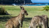 Kangaroos on Pebbly Beach - Murramarang National Park, South Coast
