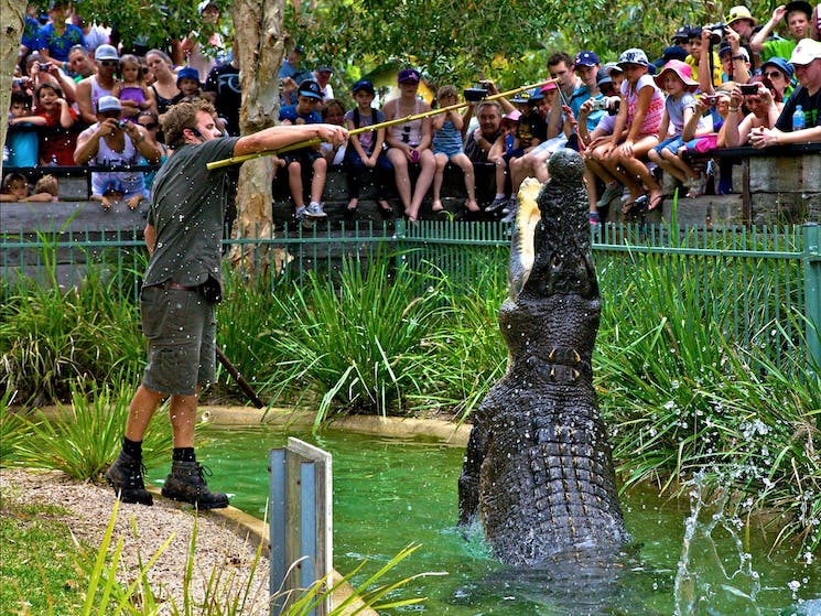 croc feeding