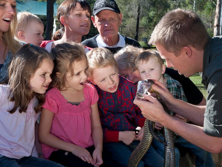 Australian Reptile Park snake venom milking
