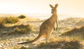 Kangaroo grazing in the morning sun at Potato Point in the Eurobodalla region of NSW