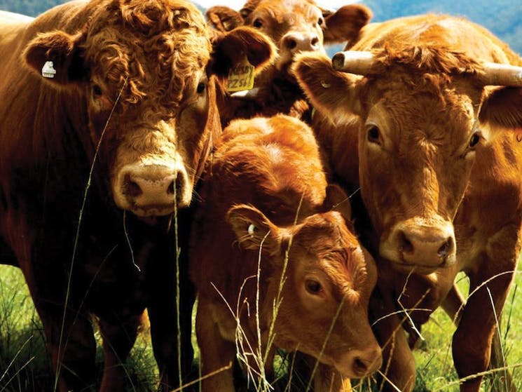 Krinklewood Biodynamic Cattle