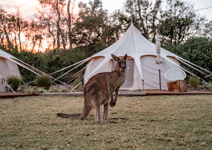Kangaroo in front of tent at The Cove in Jervis Bay, South Coast